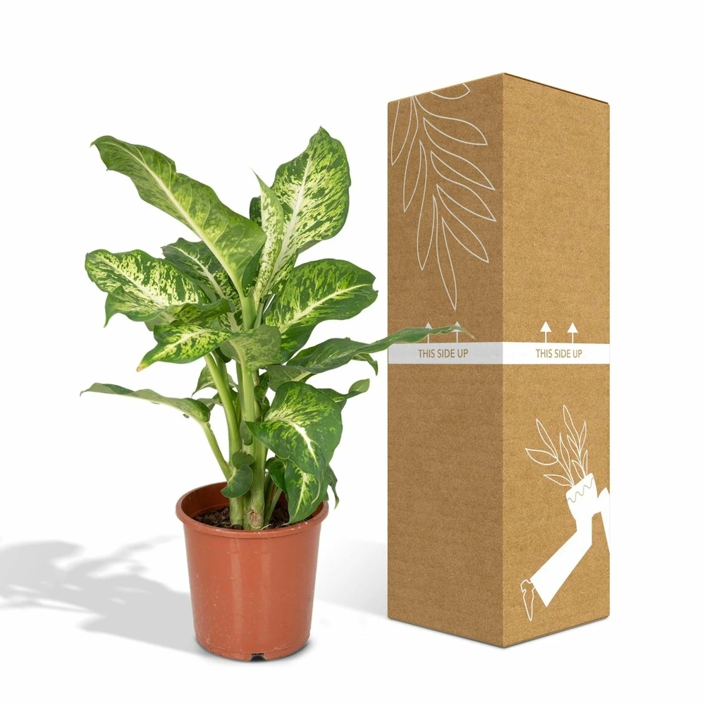 Dieffenbachia Mars - H50cm, ø17cm - Plante D'intérieur 5 Dieffenbachia Mars - H50cm, ø17cm - Plante D'intérieur – Image 5