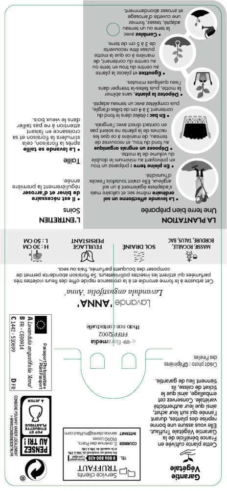 Lavandula Angustifolia Anna : C. 3L 3 Lavandula Angustifolia Anna : C. 3L – Image 3