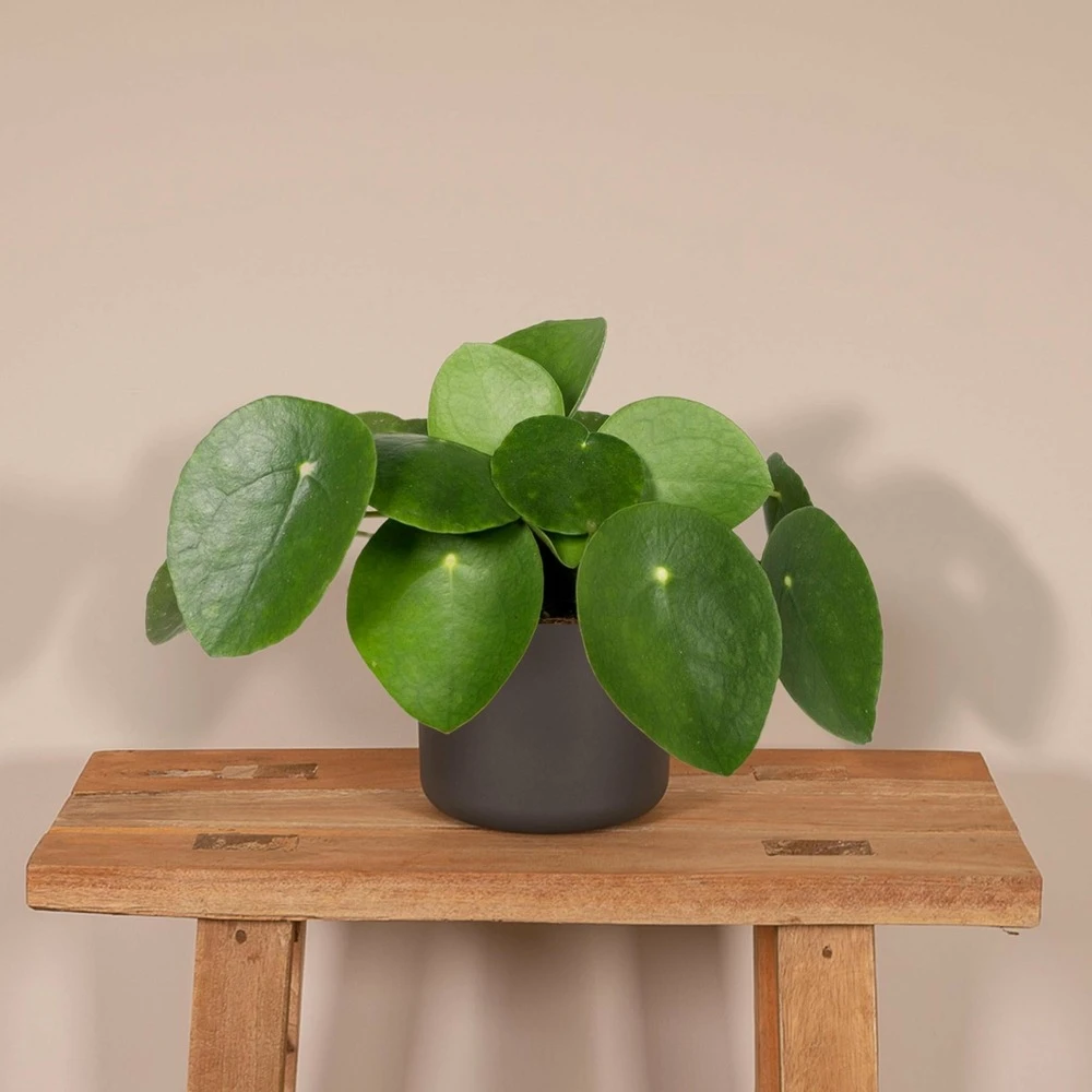 Pilea Peperomiodes - H20cm, ø12cm - Plante D'intérieur 2 Pilea Peperomiodes - H20cm, ø12cm - Plante D'intérieur – Image 2