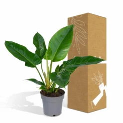 Philodendron Imperial Green - H65cm - ø19cm - Plante D'intérieur -Promos Jardesia Magasin 51711f6c0f6cb328