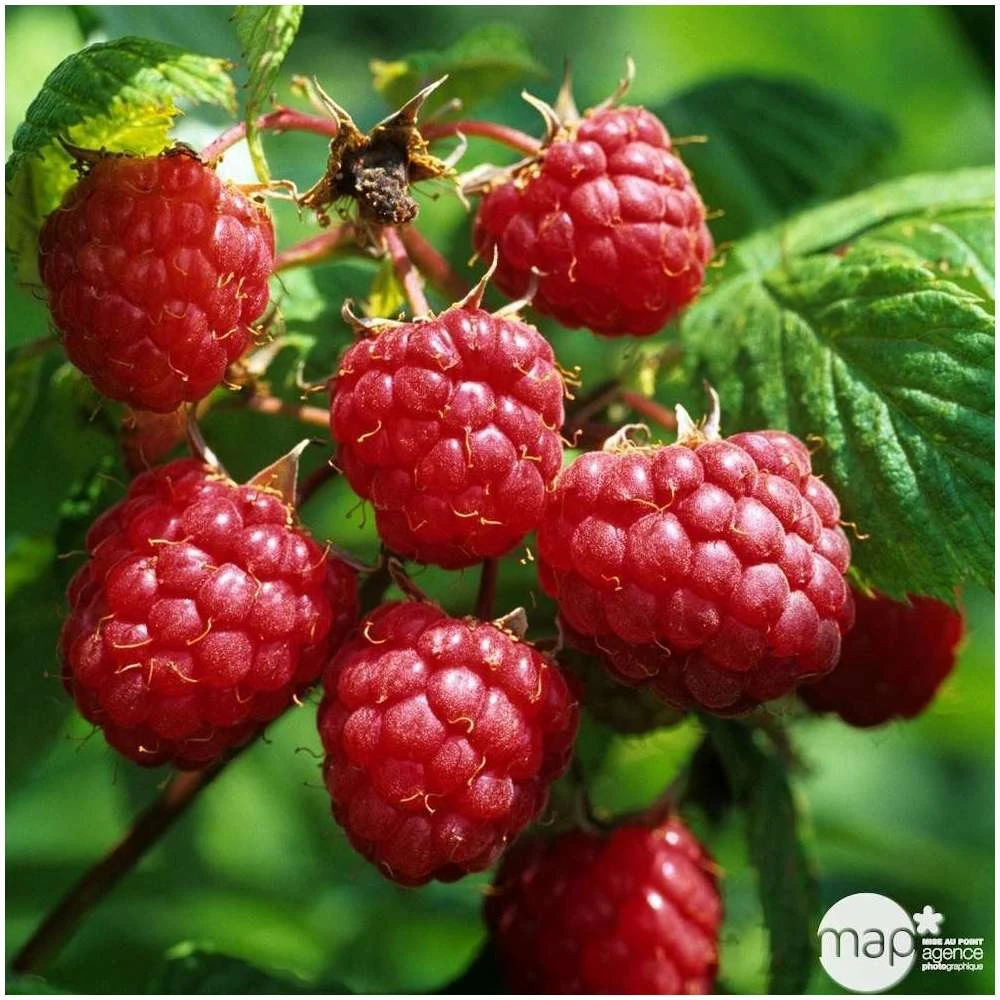 Framboisier 'Héritage' : Pot De 5 Litres 1 Framboisier 'Héritage' : Pot De 5 Litres