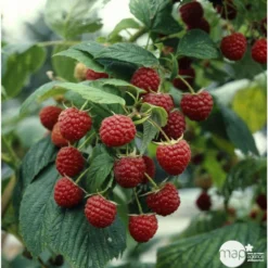 Framboisier 'Héritage' : Pot De 5 Litres 9 Framboisier 'Héritage' : Pot De 5 Litres -Promos Jardesia Magasin 523572 002