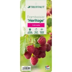 Framboisier 'Héritage' : Pot De 5 Litres 7 Framboisier 'Héritage' : Pot De 5 Litres -Promos Jardesia Magasin 523572 005