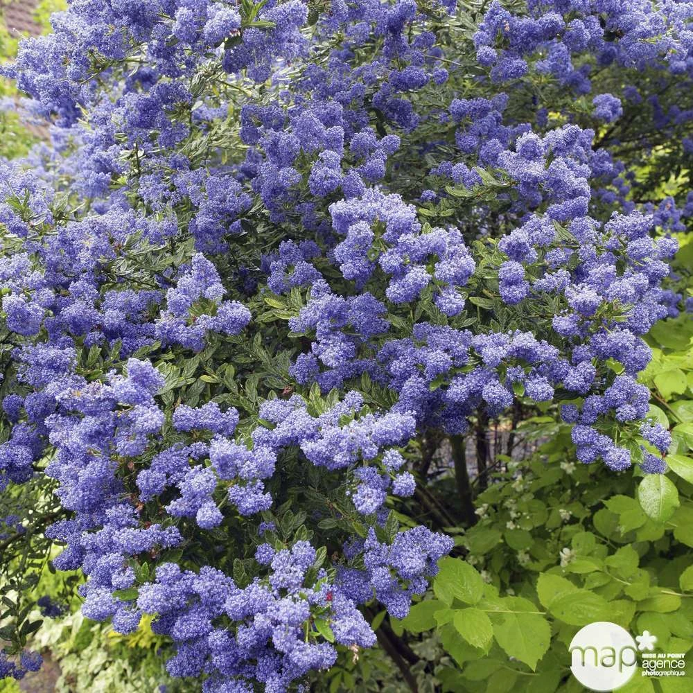 Ceanothus Persistant : C3L H.30/40 - Coloris Variables 2 Ceanothus Persistant : C3L H.30/40 - Coloris Variables – Image 2