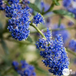 Ceanothus Persistant : C3L H.30/40 - Coloris Variables 5 Ceanothus Persistant : C3L H.30/40 - Coloris Variables -Promos Jardesia Magasin 52752 002