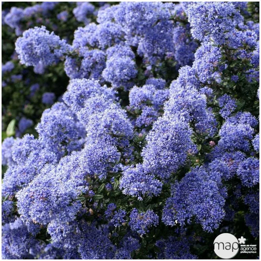 Ceanothus Persistant : C3L H.30/40 - Coloris Variables 1 Ceanothus Persistant : C3L H.30/40 - Coloris Variables