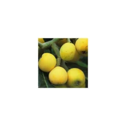 Eriobotrya 'Japonica': Ctr 18L -Promos Jardesia Magasin 532439 005