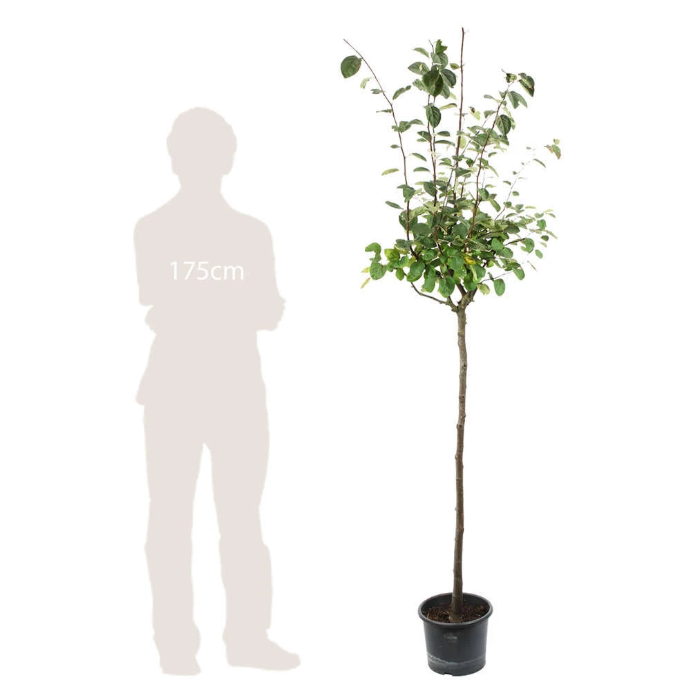 Cognassier: ½ Tige, 4-5 Ans, H 170-180 Cm 4 Cognassier: ½ Tige, 4-5 Ans, H 170-180 Cm – Image 4