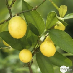 Limequat:AB Conteneur 3 Litres 9 Limequat:AB Conteneur 3 Litres -Promos Jardesia Magasin 536191 004