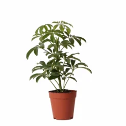 Schefflera Bush - H36cm, ø9cm - Plante D'intérieur