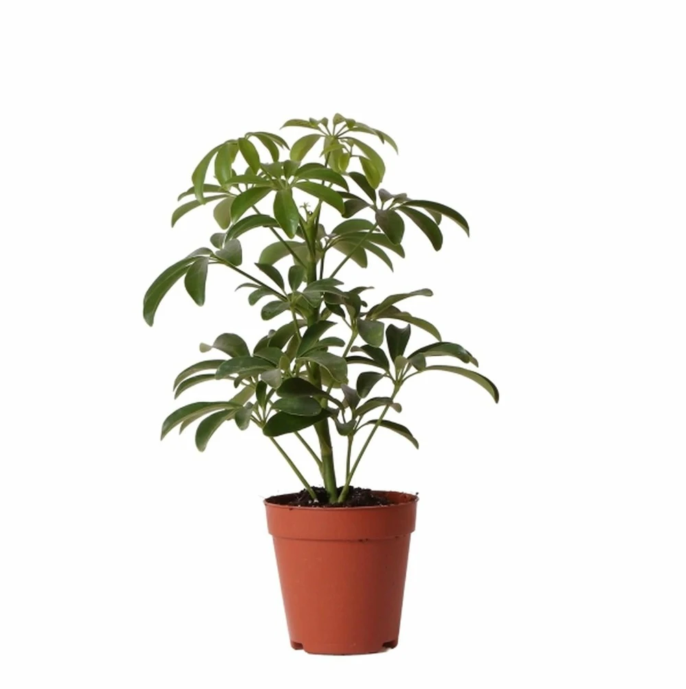Schefflera Bush - H36cm, ø9cm - Plante D'intérieur 1 Schefflera Bush - H36cm, ø9cm - Plante D'intérieur