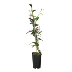 Hardenbergia Violacea - Hardenbergia Violacea 3l 6 Hardenbergia Violacea - Hardenbergia Violacea 3l -Promos Jardesia Magasin 5403005547ccef70