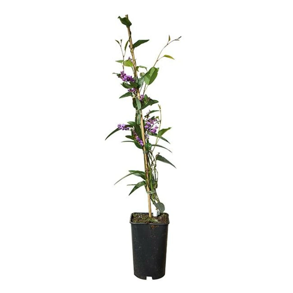 Hardenbergia Violacea - Hardenbergia Violacea 3l 3 Hardenbergia Violacea - Hardenbergia Violacea 3l – Image 3