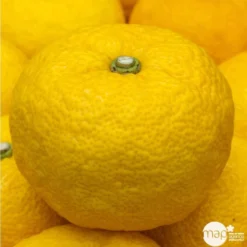 Yuzu AB:pot 3L -Promos Jardesia Magasin 540978 002