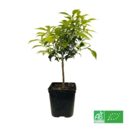 Yuzu AB:pot 3L -Promos Jardesia Magasin 540978 005