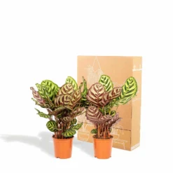 Calathea Makoyana Duo - Plantes D'intérieur -Promos Jardesia Magasin 5418cd57583384fb