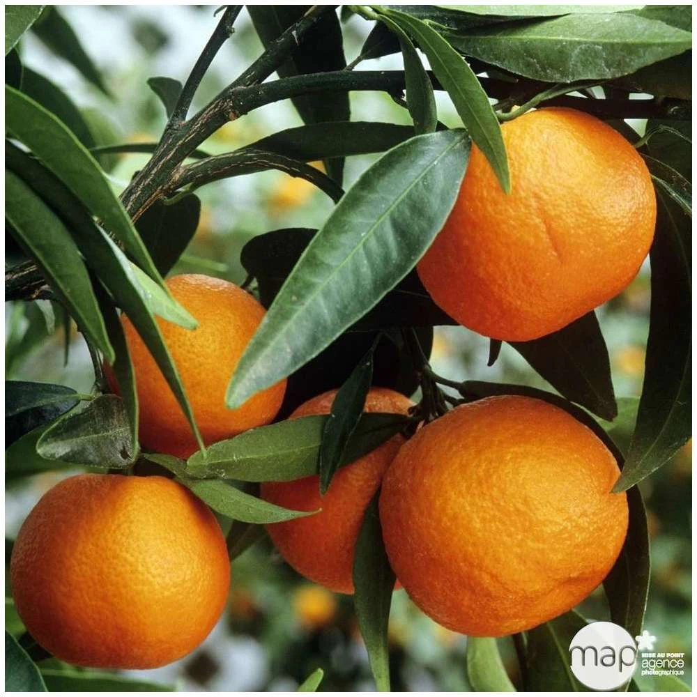 Agrumes XXL: C 5L - Variétés Variables 1 Agrumes XXL: C 5L - Variétés Variables