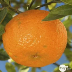 Agrumes XXL: C 5L - Variétés Variables 6 Agrumes XXL: C 5L - Variétés Variables -Promos Jardesia Magasin 552321 003