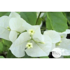Bougainvillea : Pyramide D17cm - Coloris Variables