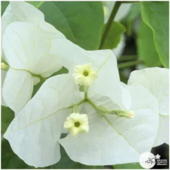 Bougainvillea : Pyramide D17cm - Coloris Variables 7 Bougainvillea : Pyramide D17cm - Coloris Variables -Promos Jardesia Magasin 556286 004