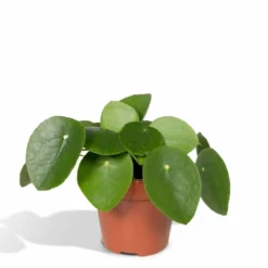 Pilea Peperomiodes - H20cm, ø12cm - Plante D'intérieur