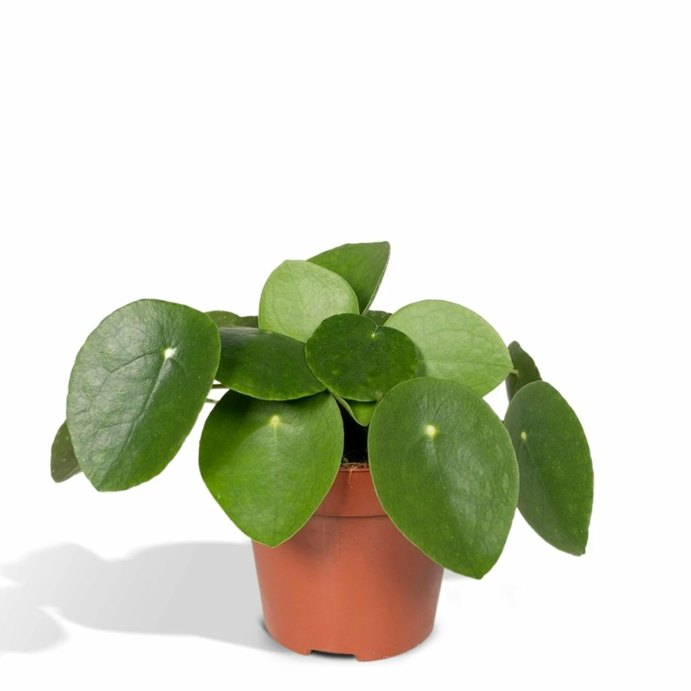 Pilea Peperomiodes - H20cm, ø12cm - Plante D'intérieur 1 Pilea Peperomiodes - H20cm, ø12cm - Plante D'intérieur