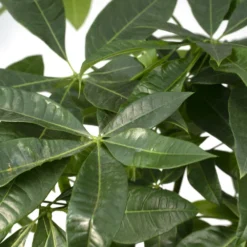 Pachira Aquatica - H70cm, ø17cm - Grande Plante D'intérieur -Promos Jardesia Magasin 57087cd16a76f5ef