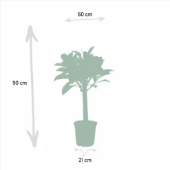 Ficus Elastica Melany, Ficus Benghalensis Audrey, Duo De Plantes - Grandes Plantes D'intérieur -Promos Jardesia Magasin 57374038dc59ae9c