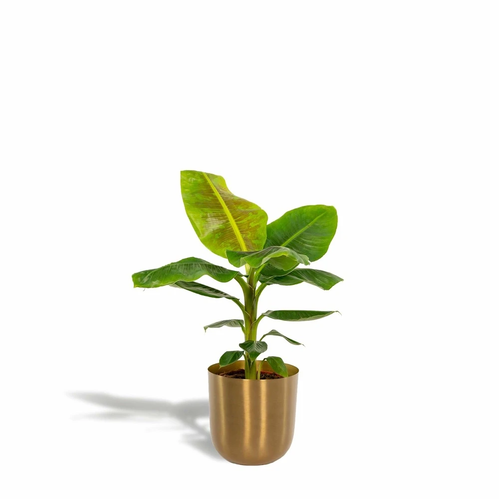 Bananier Nain Cavendish Et Son Cache-pot Doré - H90cm, ø21cm - Grande Plante D'intérieur 1 Bananier Nain Cavendish Et Son Cache-pot Doré - H90cm, ø21cm - Grande Plante D'intérieur
