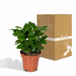 Caféier Arabica - H25cm, ø12cm - Plante D'intérieur -Promos Jardesia Magasin 58473b0a2988b828