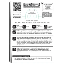 Allium Giganteum : C1L 5 Allium Giganteum : C1L -Promos Jardesia Magasin 585919 002