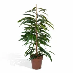 Ficus Amstel King - H100cm, ø21cm - Très Grande Plante D'intérieur
