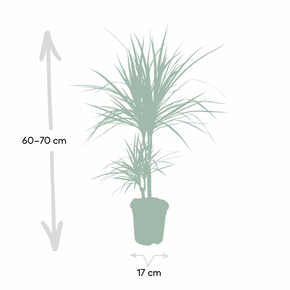 Dracaena Marginata - H70cm, ø17cm - Grande Plante D'intérieur 4 Dracaena Marginata - H70cm, ø17cm - Grande Plante D'intérieur – Image 4