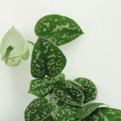 Pothos Scindapsus Pictus Epipremnum - H25cm, ø15cm - Plante D'intérieur Tombante -Promos Jardesia Magasin 5a2ccbdf833b1474