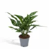 Aglaonema Maria - H30cm, ø12cm - Plante D'intérieur