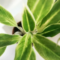 Plante Verte - Aglaonema Lipstick Green - H25cm, ø9cm - Plante D'intérieur -Promos Jardesia Magasin 5d00ec58edb9ad7a