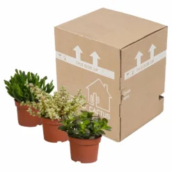 Crassula, Box De 3 Plantes - H15cm, ø10,5cm - Plantes D'intérieur 7 Crassula, Box De 3 Plantes - H15cm, ø10,5cm - Plantes D'intérieur -Promos Jardesia Magasin 5ddb1b051b6db20b