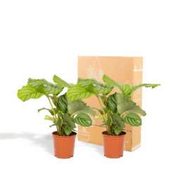 Calathea Orbifolia Duo - Plantes D'intérieur -Promos Jardesia Magasin 5e0f61b3897bc3d1