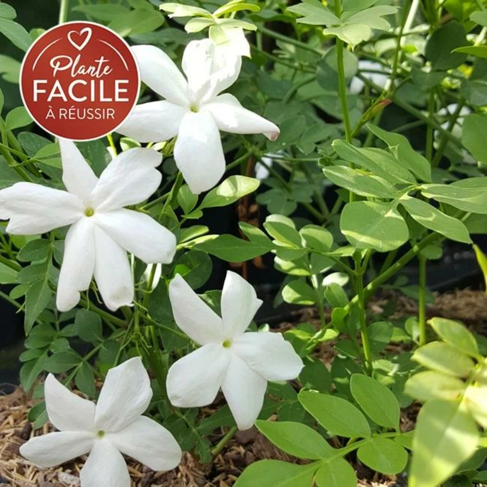 Jasmin De Grasse' - Jasminum Grandiflorum 3l 1 Jasmin De Grasse' - Jasminum Grandiflorum 3l