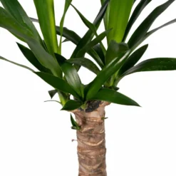 Yucca - H40cm, ø14cm - Plante D'intérieur -Promos Jardesia Magasin 5f16e0f52d300105