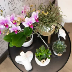 Orchidée Rose Phalaenopsis - H35cm, ø9cm - Plante D'intérieur Fleurie -Promos Jardesia Magasin 5f6aafb075eb6790