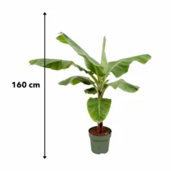 Bananier Xxl - H150cm, ø30cm - Très Grande Plante D'intérieur -Promos Jardesia Magasin 5f6ecf7627aee5c4