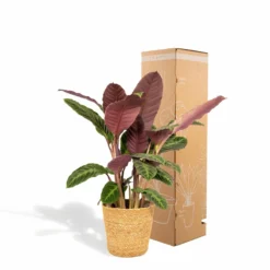 Calathea Warscewiczii Et Son Panier Naturel - H65cm, ø19cm - Plante D'intérieur -Promos Jardesia Magasin 5fb23a833e7e7ac3