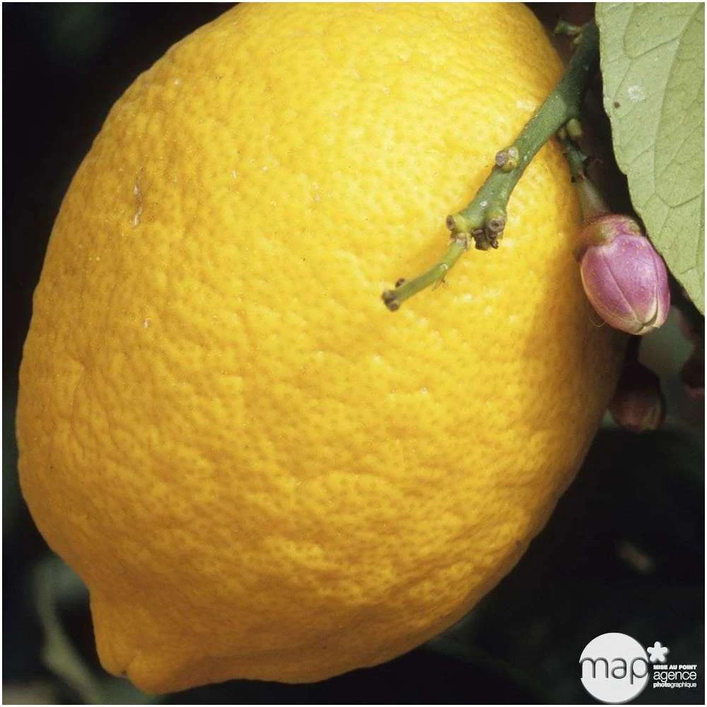 Citronnier "4 Saisons" : H.40/60 Cm - Pot De 5 Litres 3 Citronnier "4 Saisons" : H.40/60 Cm - Pot De 5 Litres – Image 3