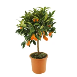 Kumquat : H.40/60 Cm - Pot De 5 Litres -Promos Jardesia Magasin 619976 003