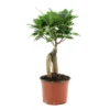 Ficus Ginseng : D.12, H.20/30cm