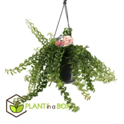 Aeschynanthus Twister - Pot ⌀15cm - L.25cm (hauteur Pot Incluse) -Promos Jardesia Magasin 628631ff311e07.84525760