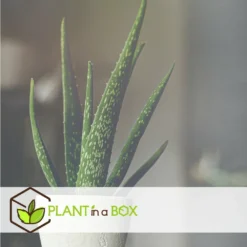 Set De 3 Aloë Vera - Pot ⌀12 Cm - H.20-30 Cm (hauteur Du Pot Incluse) -Promos Jardesia Magasin 628632b25d8728.70560661