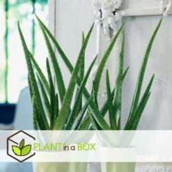 Set De 3 Aloë Vera - Pot ⌀12 Cm - H.20-30 Cm (hauteur Du Pot Incluse) -Promos Jardesia Magasin 628632b263b983.03284251