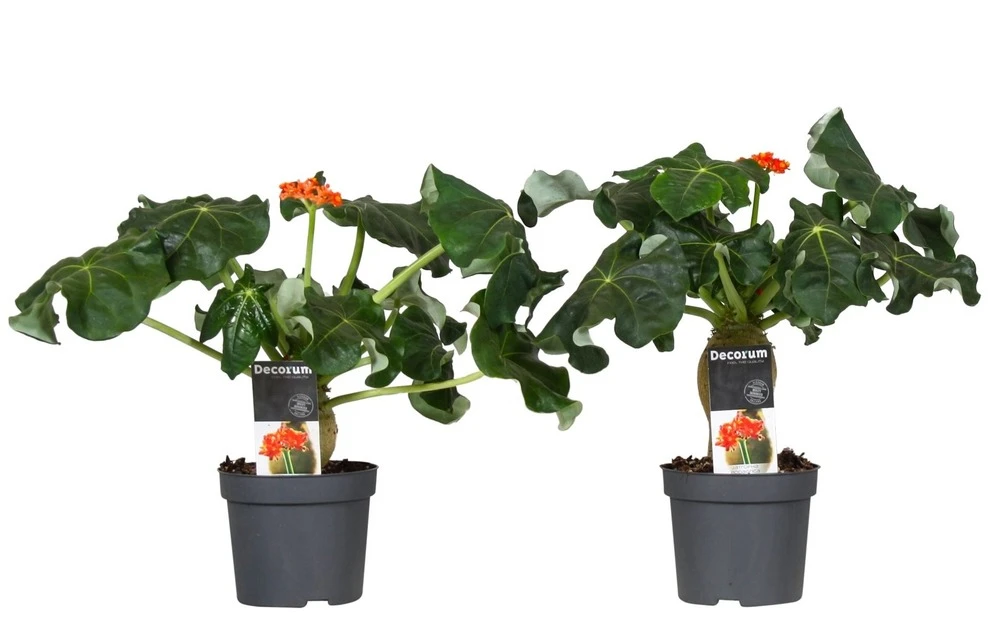 Set De 2 Jatropha Podagrica - Pot ⌀13cm - H.25-45cm (hauteur Pot Incluse) 1 Set De 2 Jatropha Podagrica - Pot ⌀13cm - H.25-45cm (hauteur Pot Incluse)